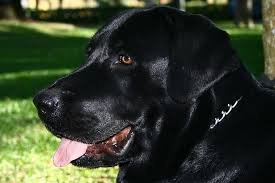 Sou um labrador, moro em Asgard junto com o meu dono o Loki Laufeyson e com a Tori, trapaceiro, brincalhão, travesso e mágico. Sou leal aos meus donos.