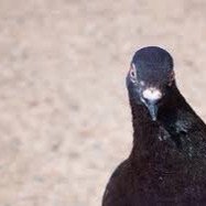 Tweet Tweet
