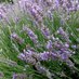 Noms de plantes (@nomsdeplantes) Twitter profile photo Noms de plantes (@nomsdeplantes) Twitter profile photo