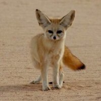 sultan (@sssqqx) 's Twitter Profile