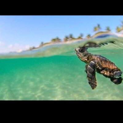 ProblemsWithADA's profile picture. Buy my notes