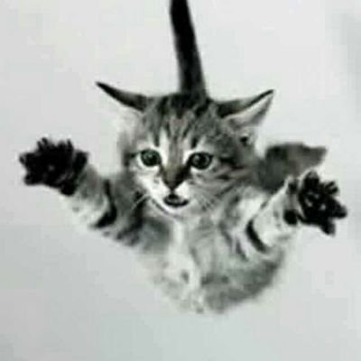 persefonefl's profile picture. .