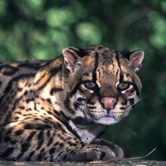 Orange Grove MS Profile