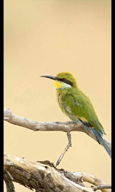 Alqaseemsani's profile picture. 