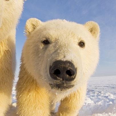 alertsalexey's profile picture. 