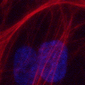 Research on the dynamic extracellular matrix found in our blood vessels.