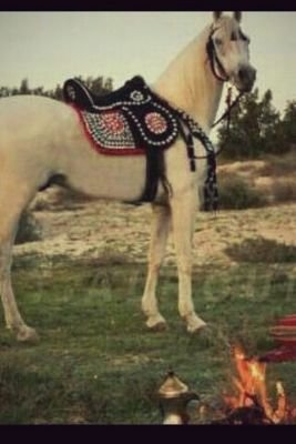 ‏‏‏‏‏‏هذا حسابي الخاص ...
في تويتر .
ولاينتمي لشخص غيري   //   شاعر محاوره .    ومقل جدا في النظم