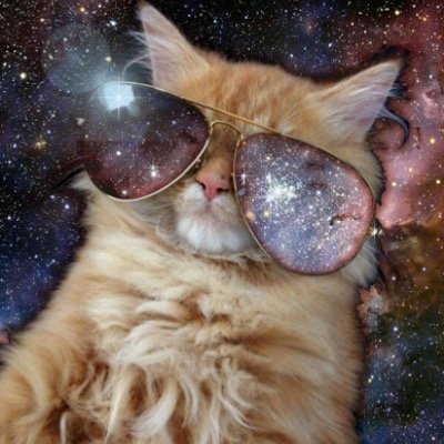 Dumb Ass Catt