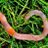 TeamEarthworms's profile image