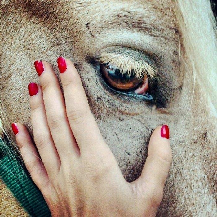 Lutte contre l'hippophagie