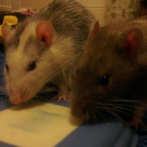 Rats and a bit of other animals that maybe aren't the usual choice. Love ALL animals!