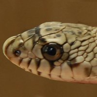 Bienlab (@bienlab) Twitter profile photo