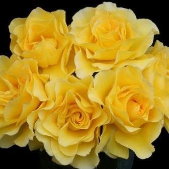 growers, marketers and retailers of unique rose and plant varieties from around the world. over 70ha of nursery production in NSW, Australia.
