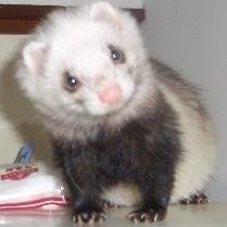 fereponchan's profile picture. 