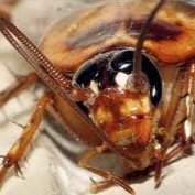 Hood_Roach's profile picture. B*tch you guessed it