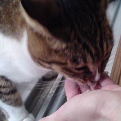 Kinoko ダイソーすごい 昆虫標本キット これで捕まえたセンチコガネを標本にして並べたい と言われ購入 娘の推し甲虫はセンチコガネ Kinoko ダイソーすごい 昆虫標本キット これで捕まえたセンチコガネを標本にして並べたい と言われ購入 娘の推し甲虫はセンチコガネ