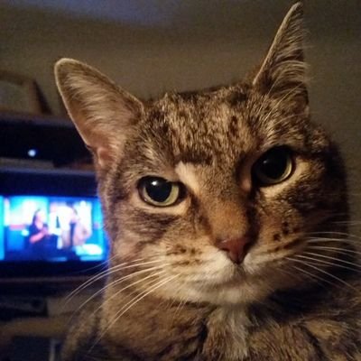 ycats6stacy's profile picture. 