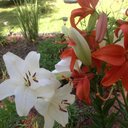 josephine vickers - @joturkey42 - Twitter