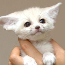 激かわ動物 いろいろ Doubutuiroiro Twitter 激かわ動物 いろいろ Doubutuiroiro Twitter