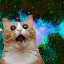 cats_r_purrfect's profile picture. just a cat trying to make it in this crazy galaxy ✌️