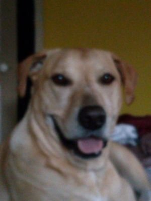 baileyisloved's profile picture. Bailey needs Surgery A.S.A.P. for a tumor on her chest that needs to be removed Due to my Disability with seizures & Anxiety i cannot afford the Medical bills f