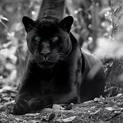 awaisgondal44's profile picture. 