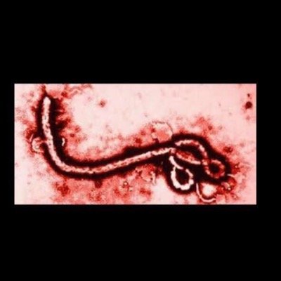 EbolaNiggas's profile picture. I KILL NIGGAS