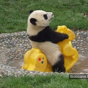 I am panda