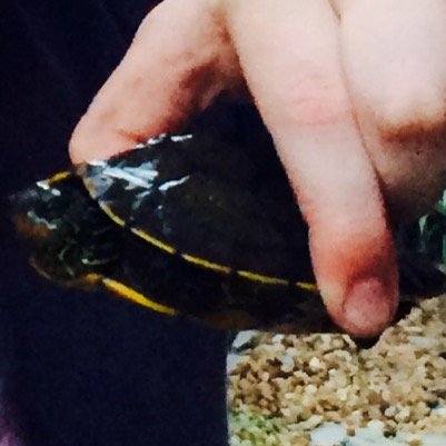 runaway turtle! From Lake Geneva! My owner wants to find me with his lame ass. Born Spirng 2014 (PARODY)