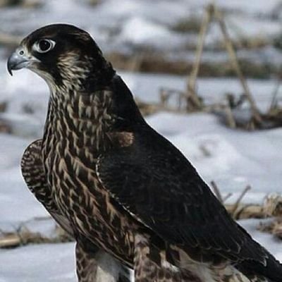 kalid_1420's profile picture. 