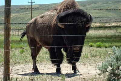 Zombie_herder's profile picture. 