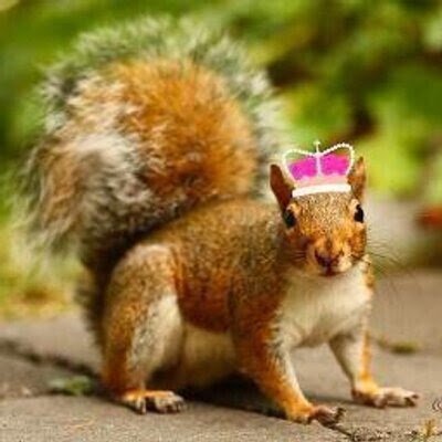 Your one & only source into the scandalous lives of Geneseo's elite

gennygossipsquirrel@aol.com