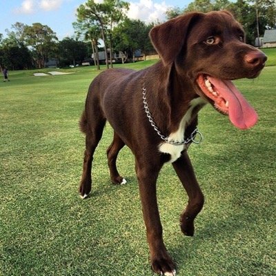 Who needs thumbs when you've got swag. I'm also #BBZach's dog.