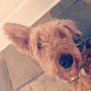 Jessica Bean - @Beanarific - Twitter