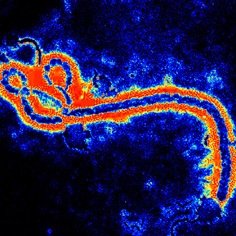 itsyuhboiEbola's profile picture. just a yung virus tryna make it