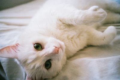 nevilledabreo's profile picture. #ness