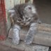 юрий окипский (@y_kipa) Twitter profile photo