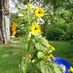 Gartenfreunde tauschen sich in der Community mit Ideen und Tipps sowie Tricks rund um den Garten aus http://t.co/c8f0JlGNY8