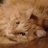イクラ猫さんのプロフィール画像