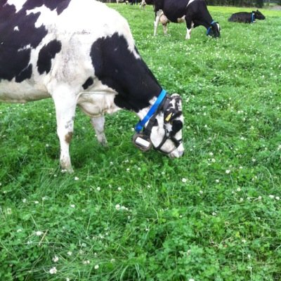 Grassland research officer at Teagasc Moorepark! Focused on grassland management and white clover! Passionate about grass and cows!