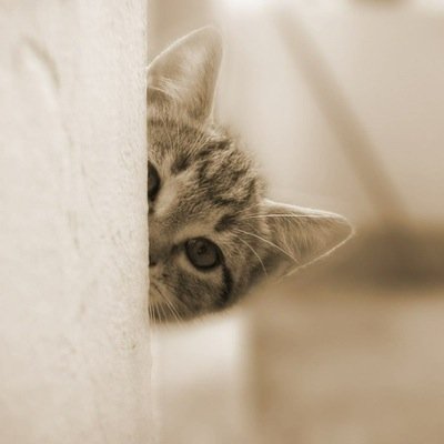 誤字脱字多めです。無言フォローにて失礼します。 好きな事／落語を聴く（権太楼、喬太郎、鯉昇、談笑など）  、エロ系は全てブロックします。
