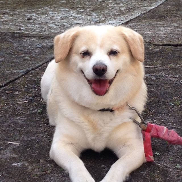 自然と動物が好きです。クー　中型雑種犬　雌　18歳10ヶ月でお空へ🌈　モフ丸　長毛猫　雄　6歳　全盲　アキ　キジトラ猫　1歳　お転婆娘