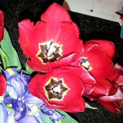 Cortesdiana13's profile picture. 