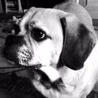 Lou Corsaro (@loucorsaro) 's Twitter Profile