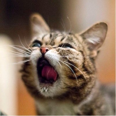 This account is in no way affiliated with my cats Steak, meatball or porkchop.
