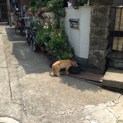 oguranoaho's profile picture. 