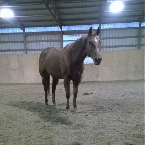 _MNCowgirl's profile picture. You keep breathing in the dust of the dream I've been chasing. Gypsy cowgirl. Barrel racer.