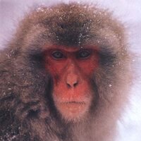 Brian Swingle (@physics_monkey) 's Twitter Profile