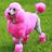 BigPinkDoge's profile image