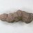 The Coprolite